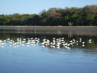 Costa_Rica%2C_Matepalo%2C_2009_141.jpg