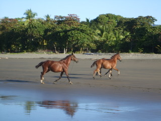 Costa_Rica%2C_Matepalo%2C_2009_145.jpg