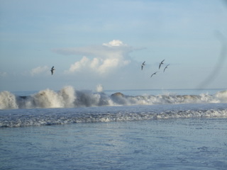 Costa_Rica%2C_Matepalo%2C_2009_159.jpg