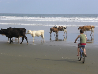 cows_on_beach.JPG